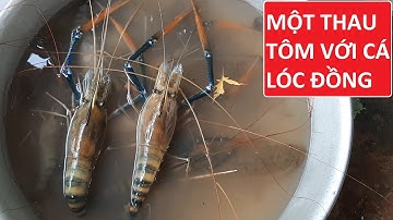 Thu hoạch một ngày đi bắt tôm càng xanh, bắt cá lóc đồng #101/Fishing/Vinh BTr