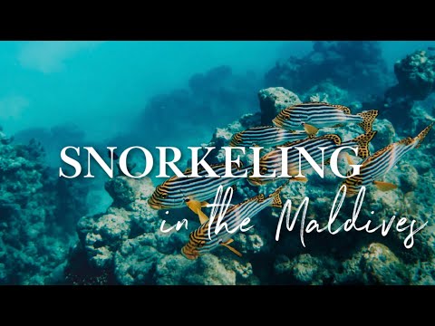 Video: Tempat Snorkeling dan Menyelam di Maldives