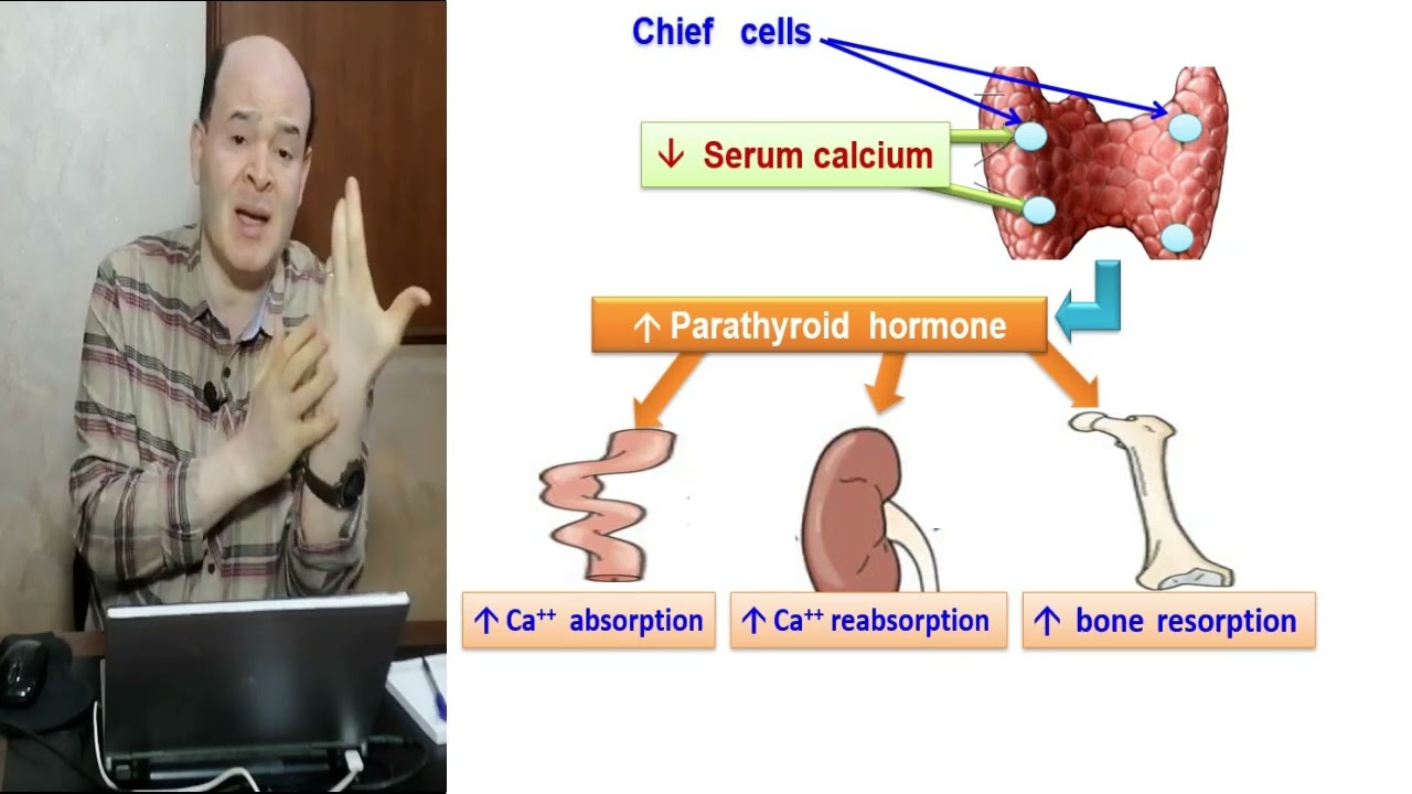 Parathyroid glands //Lashin Saadد.لاشين