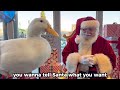 Duck x santa christmas collab