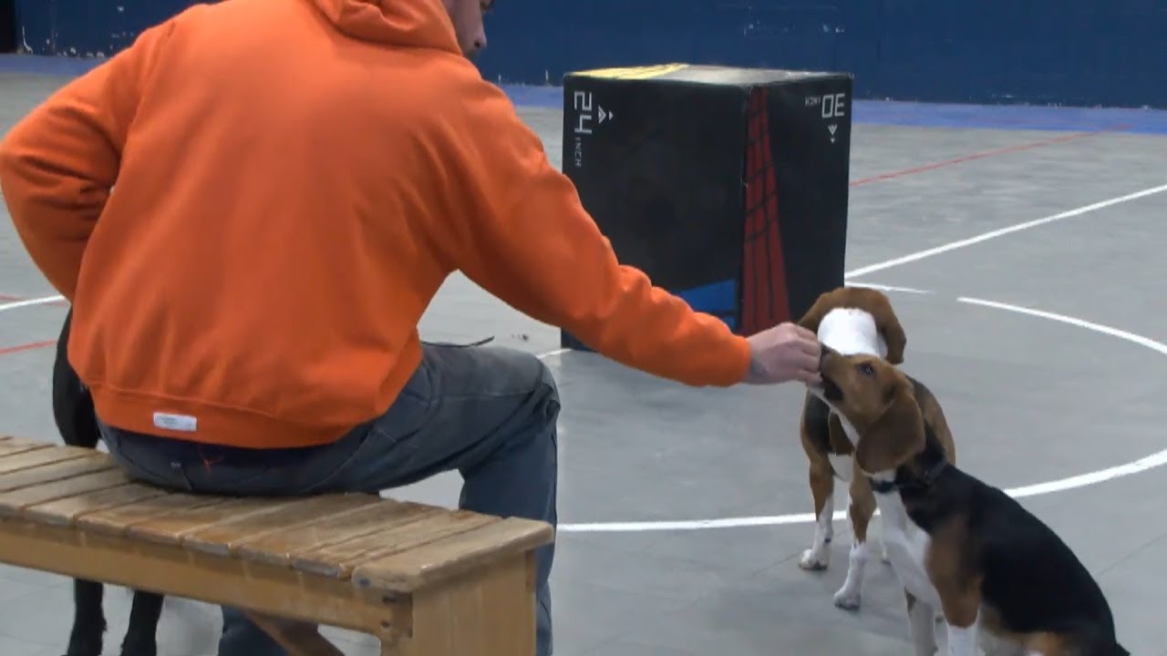 Dog training program helps Iowa inmates and shelter pups