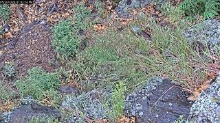 Colorado RattleCam Livestream