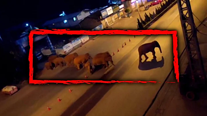 15 Elephants Sneak Through Town at Night - DayDayNews