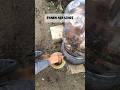 PANEN AIR LINDI, setelah 1 minggu aku diamkan, saatnya aplikasikan ke tanaman #berkebun #garden