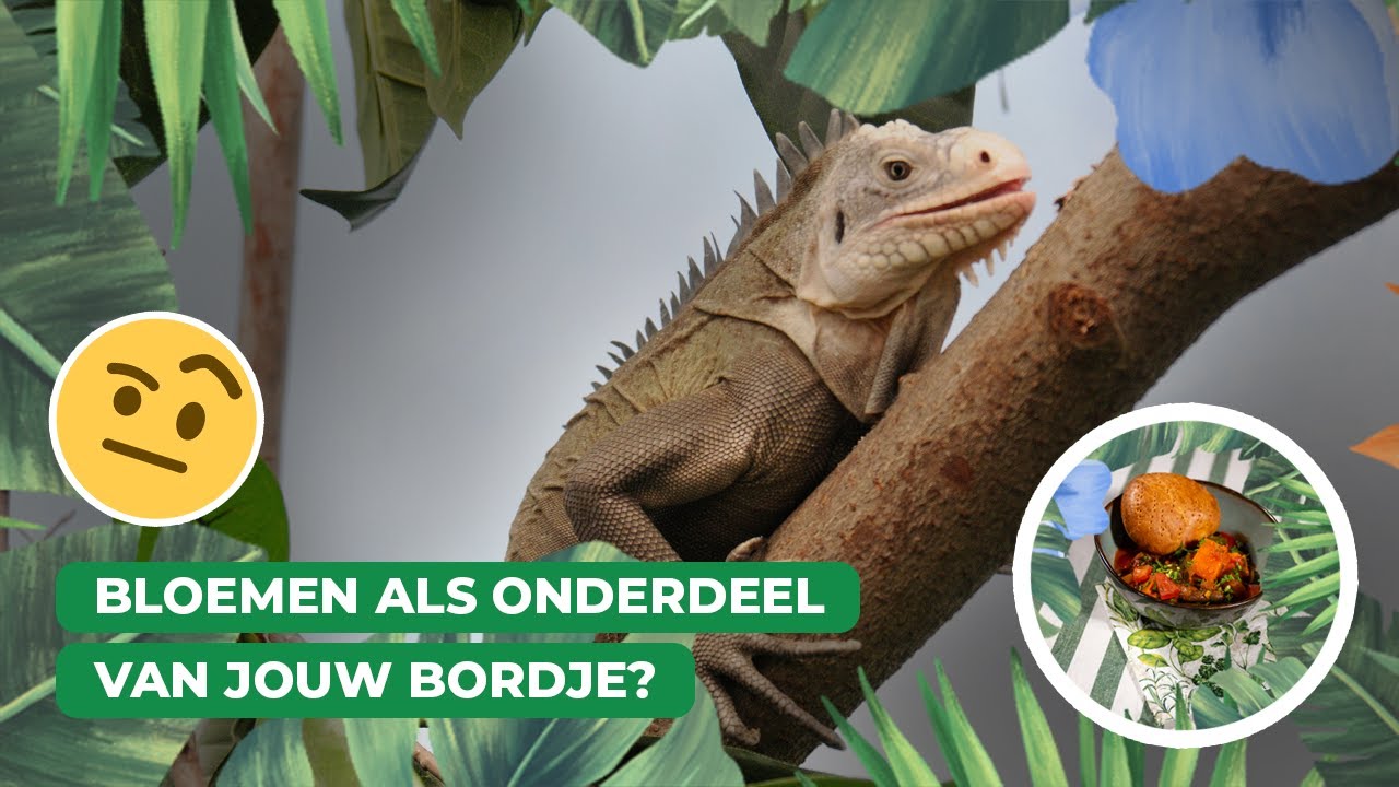 De Antilliaanse leguaan bezorgt ons een kruidige maaltijd 🦎🥗 | Keuken Blijdorp
