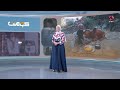 بقرة تمازح صاحبها في لقطة أسرت القلوب | كومنت