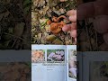 This is approaching little brown mushroom (LBM) territory...#foraging #oakland #sanfrancisco #hiking