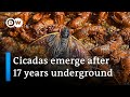 Swarms of cicadas emerge in US | DW News