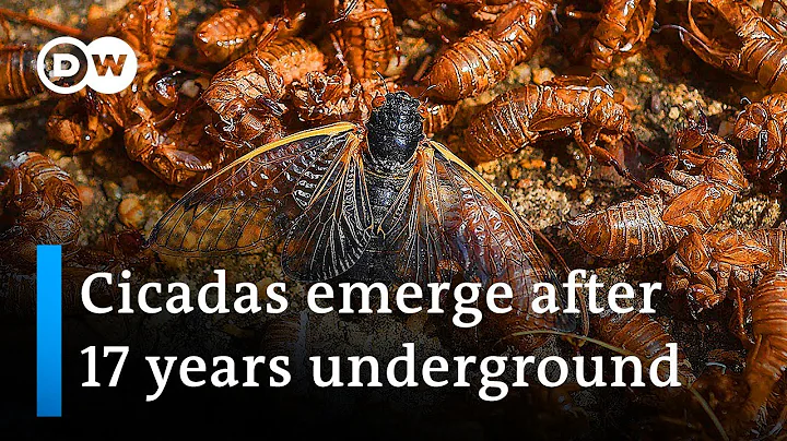 Swarms of cicadas emerge in US | DW News - DayDayNews