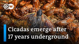 Swarms of cicadas emerge in US | DW News