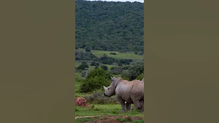 Lion vs Rhino - DayDayNews