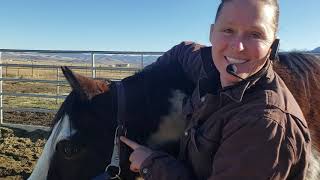 HOW TO PUT ON A HALTER AND DIFFERENT TYPES OF HALTERS