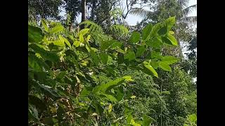 Download Lagu coba dengarkan suara pikat burung perkutut ini,  burung perkutut yang jauh akan mendekat MP3