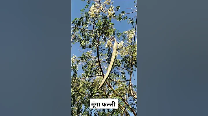 Moringa /Drumstick #shortsvideo #2022 #drumsticks