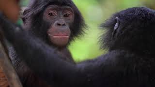 Friends of Bonobos of the Congo Documentary  (Short)