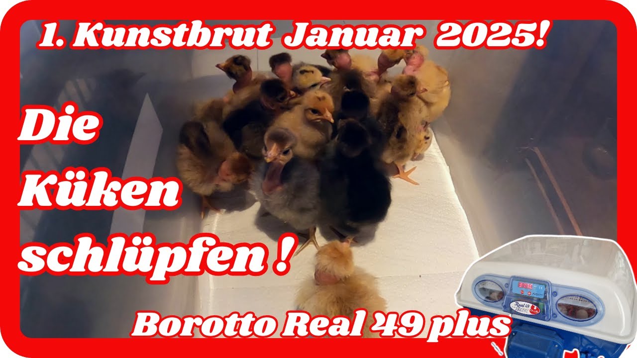 1. Kunstbrut Januar 2025 . Die Küken schlüpfen !  Borotto Real 49 Plus