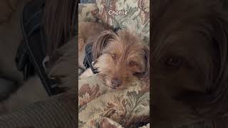 Charlie #puppy #pup
