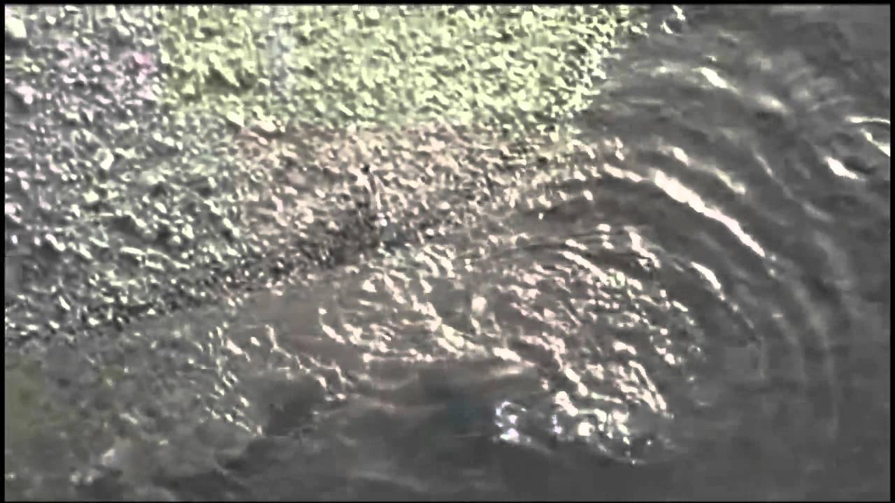 CATFISH CATCH AND EAT PIGEON YouTube