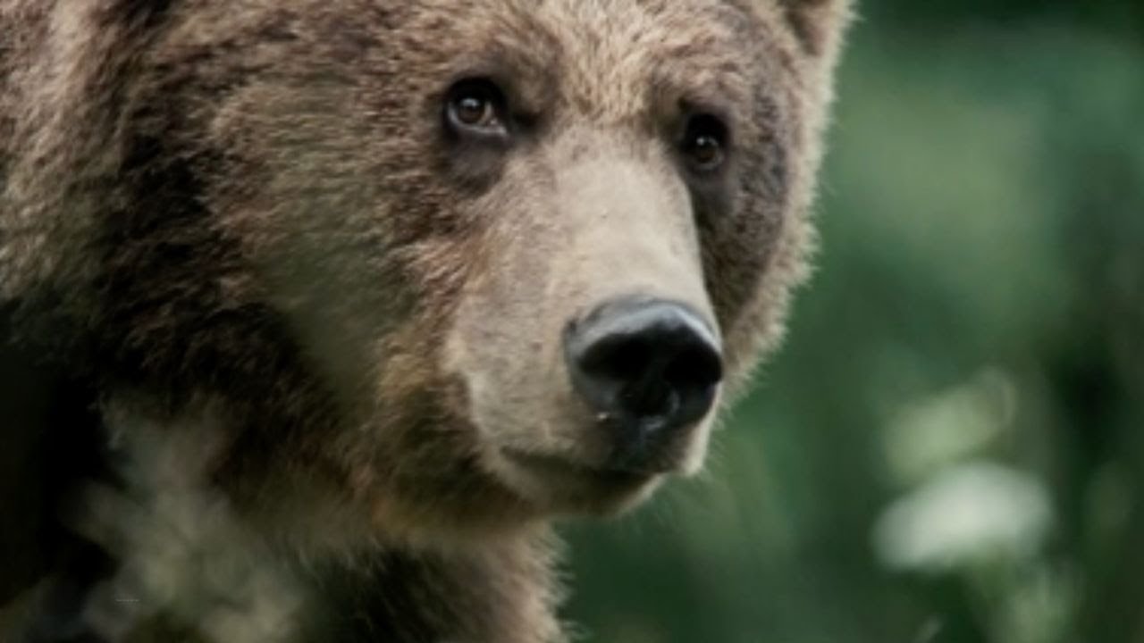 Медведи у вас на заднем дворе — сможете ли вы жить с дикими соседями, когда они находятся слишком...