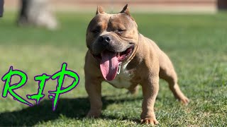 I LOST MY BOY DOZIER… (AMERICAN BULLY) by The bully scientist 1,005 views 10 months ago 18 minutes
