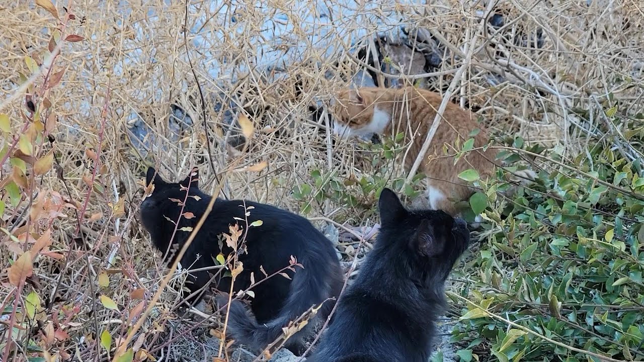 Saturday Morning Shenanigans Pt 4 | Blind Cats on the Trail — The Final Adventure 🐾😸