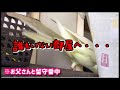 『お母さんはいないよ！』探しまくるオカメインコのきなこcockatiel