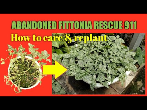 Video: Wilting Fittonia Plants – Hur man åtgärdar en Fittonia med vissnande löv