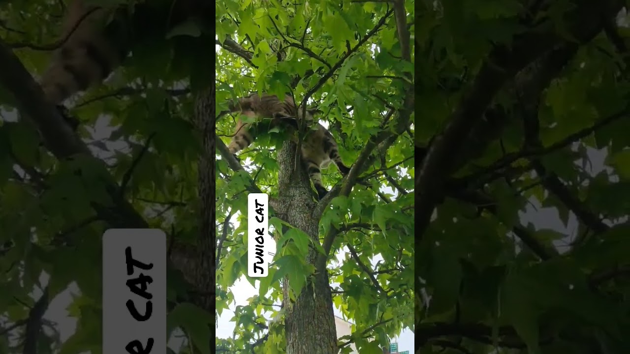 Junior Cat adore grimper dans l'arbre 