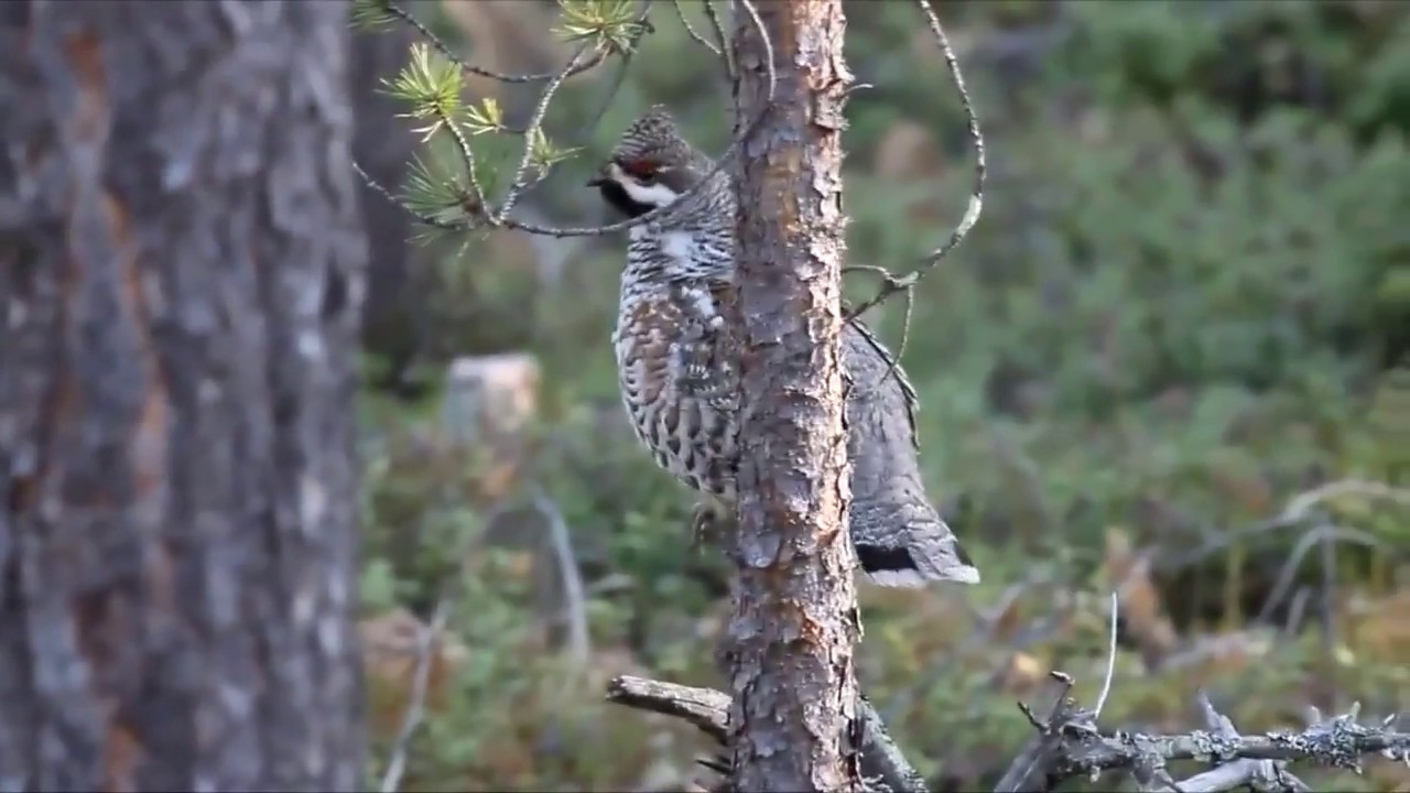 decoy for hazel grouse Game Calls Made manually Hazel grouse hunting.