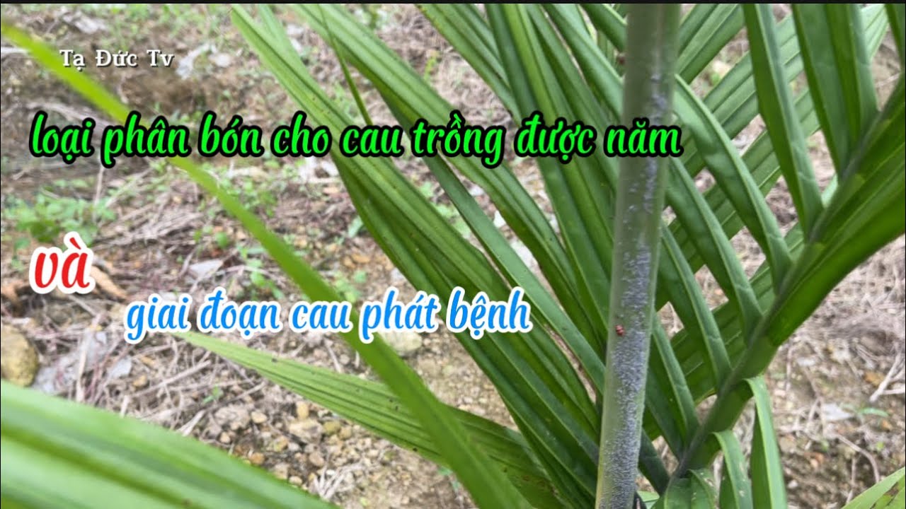 chăm cau đầu năm và theo dõi bệnh ở cau hay gặp