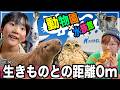 🐱雨の日のお出かけに大正解◎エキスポシティ「ニフレル」でホワイトタイガーやカピバラと大接近！【ママさん似顔絵師Bon vol.309】