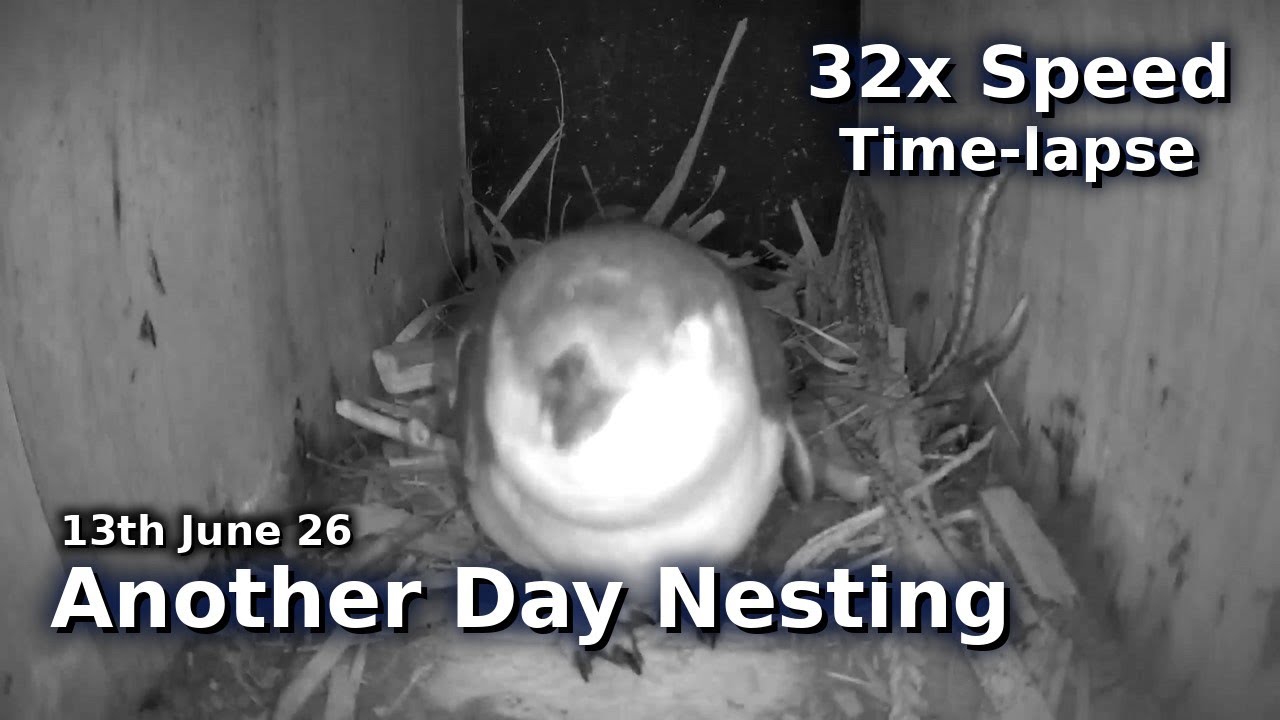 Kororā Nest Box Time-lapse ｜ 32x Speed ｜ 13 June 2026 - YouTube
