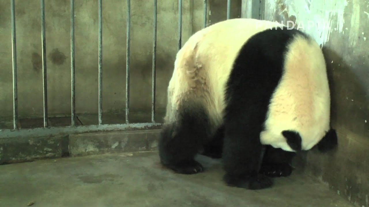 pandas merge pandapia 20140726-A05-太陽室內-毛毛-毛毛生產 毛毛坐在角落裏，把壹條腿架了起來