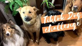 Dogs try out the latest viral TikTok challenges by Live Breathe Dogs 83 views 4 years ago 3 minutes, 50 seconds