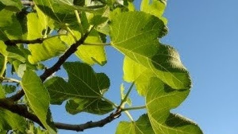 Luke 13:6-9 The Fruitless Fig Tree