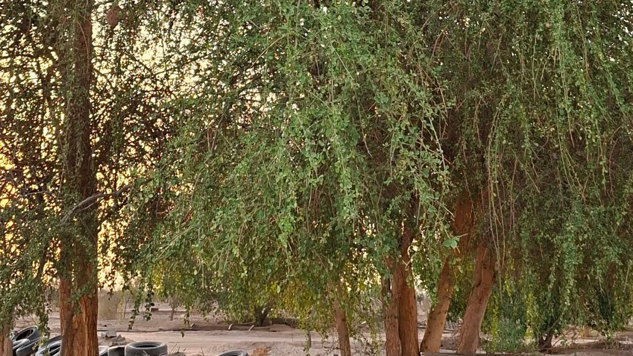 شجرة الهجليج | تمر الصحراء DESERT DATES