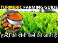 TURMERIC FARMING in INDIA | TURMERIC CULTIVATION | Haldi ki Kheti Kaise Kare
