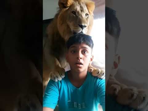 lion