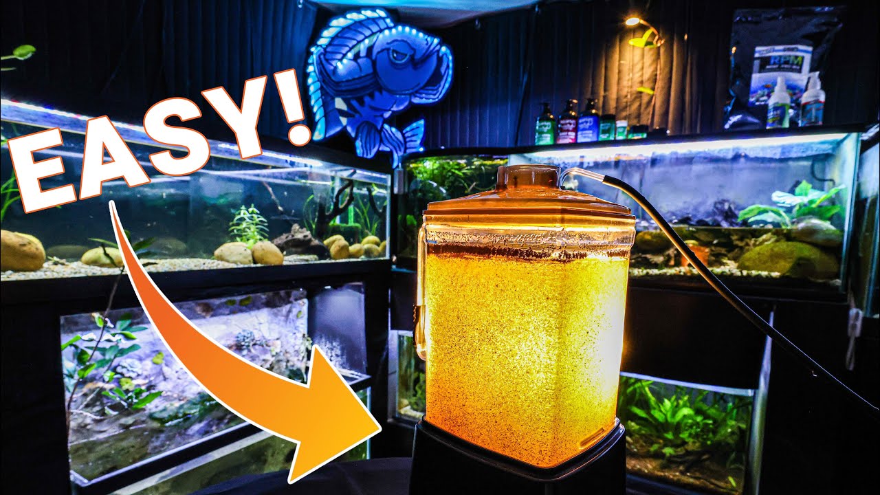 Hatching Baby Brine Shrimp is EASIER Than You Think! 