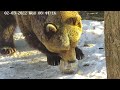 Попытки создания каменного орудия медведем_1