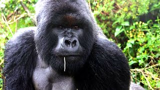 Gorilla Charging Camera! My POV!