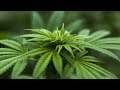 Hemp - the planet friendly plant