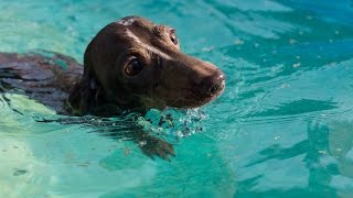 Mr. Pepper Learning To Swim