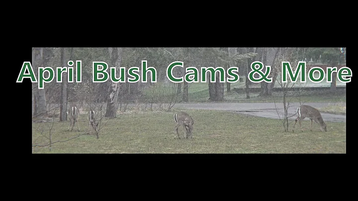 My Bigfoot Story Ep. 174 - April Bush Cams