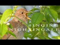 Nightingale song. Chirping and singing bird in the spring morning.