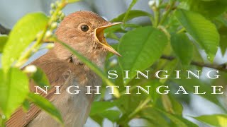 Bird sounds Nightingale chirping and singing