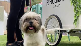 OPEN AIR DOG CAFE - READING