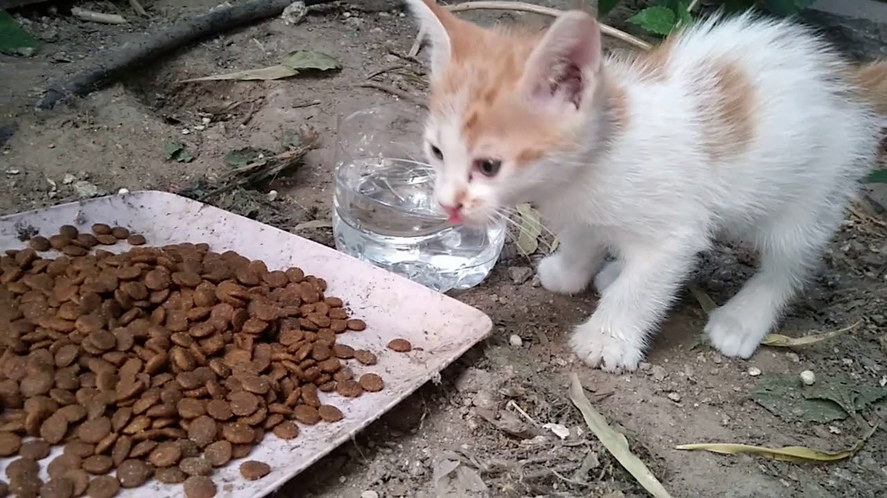 Kedi Ne Yer Kedi Videolari Yavru Kedi Ne Yer Yavru Kedi Nasil Beslenir Kediler Ne Yer Youtube