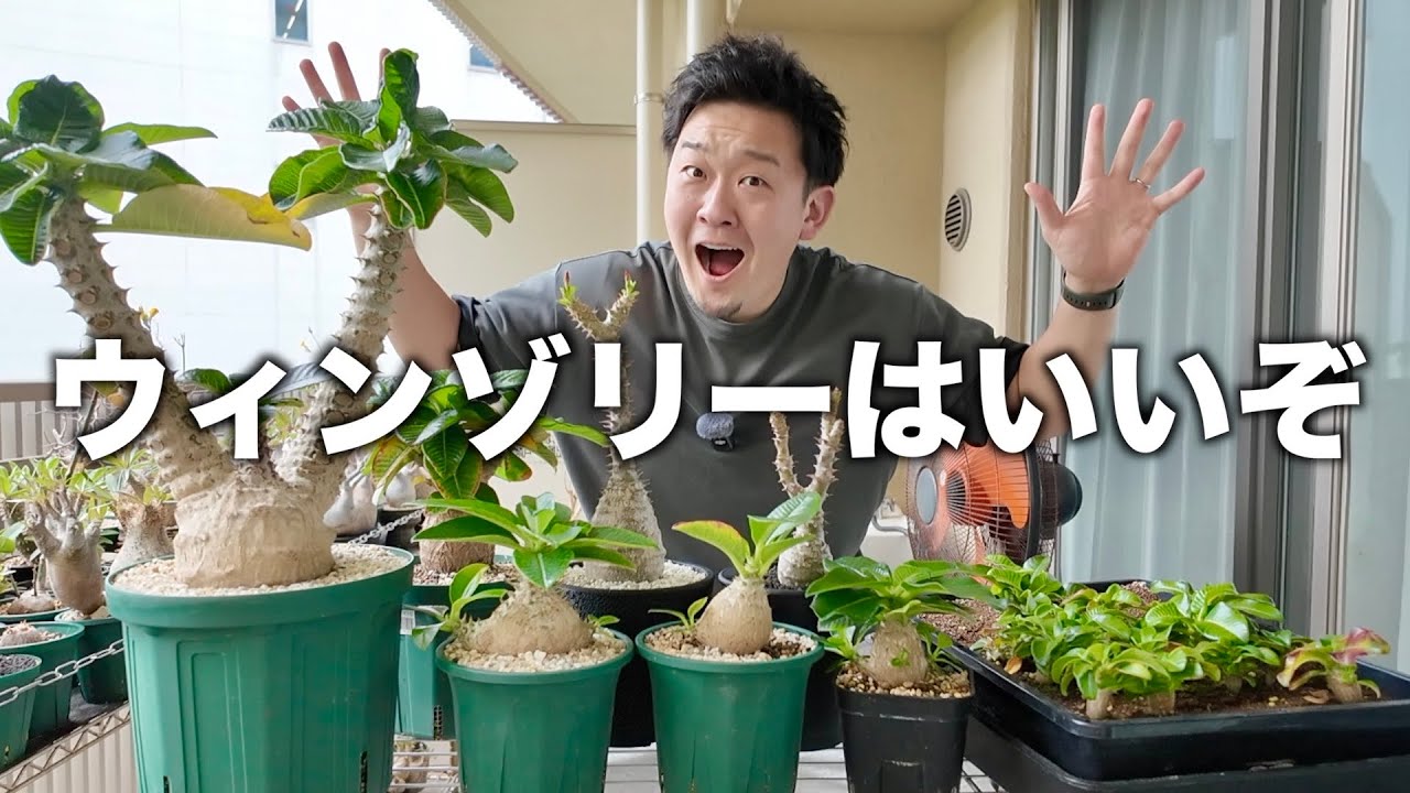 塊根植物】大人気実生パキポ、ウィンゾリーの回｜windsorii - YouTube