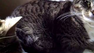 VID-20110212-00004